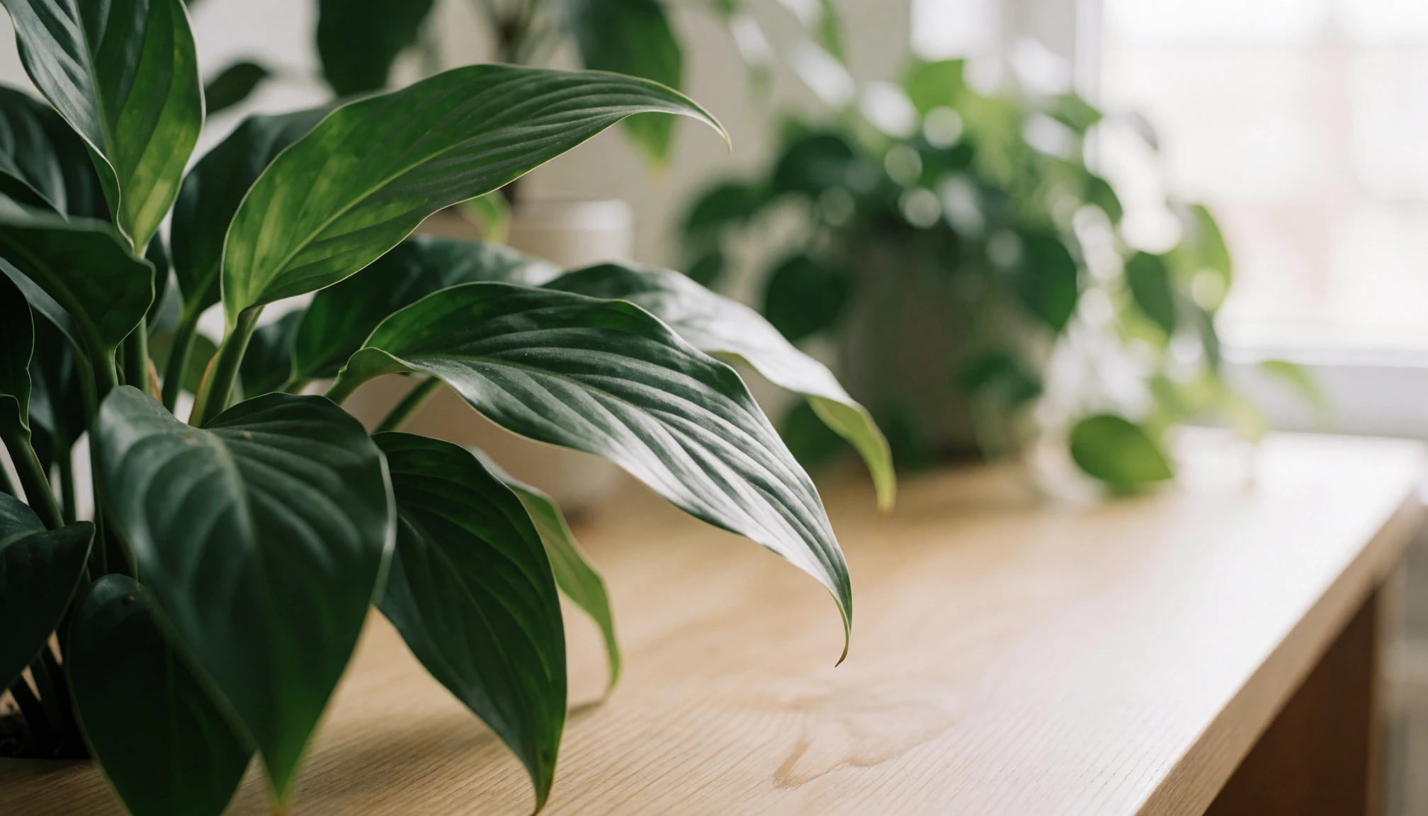 Groene planten in zacht daglicht